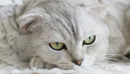 曼联后防线三人缺阵调整成关键，曼联后卫线